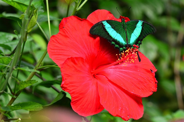 motýl na ibišku